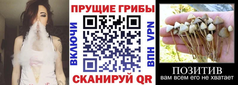 Галлюциногенные грибы мицелий даркнет как зайти Ливны